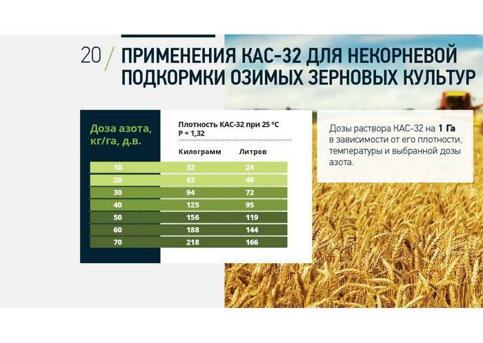Карбамид: подкормка пшеницы правильно, нормы внесения, подкормка яровой и озимой пшеницы