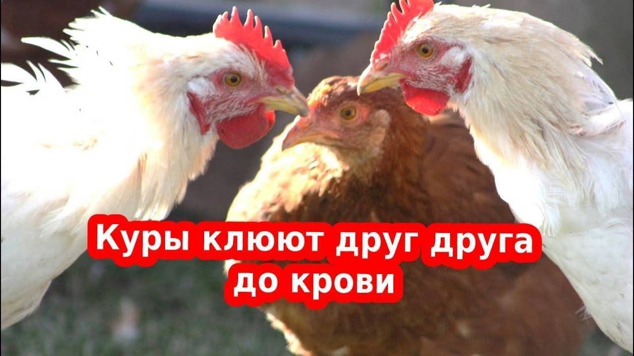 Цыплята клюют друг друга до крови