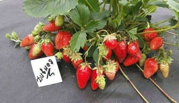 Клубника дивная: описание и характеристика сорта, посадка и уход, фото, отзывы
