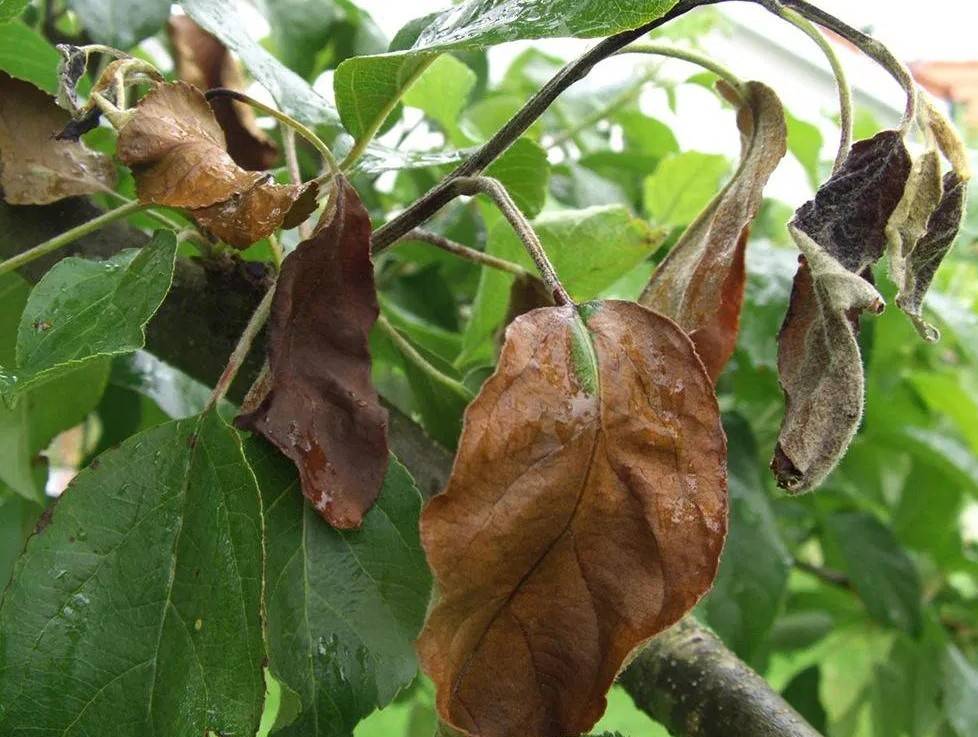 Почему сохнут листья на яблоне: описание болезней