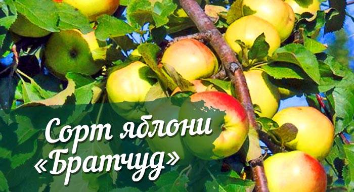 Описание и характеристики яблони чудное, урожайность сорта и выращивание