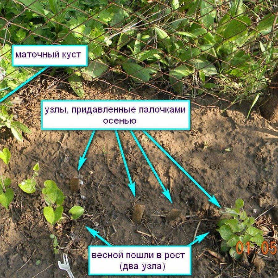 Схема посадки клематисов на расстоянии друг от друга