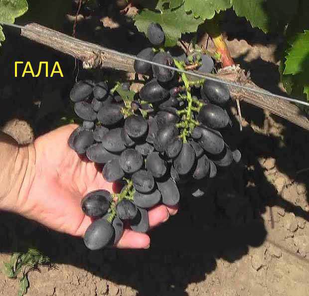 Виноград сорт гала: описание, правила выращивания, фото, отзывы