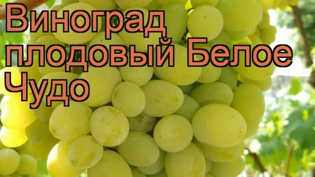 Виноград белое чудо фото