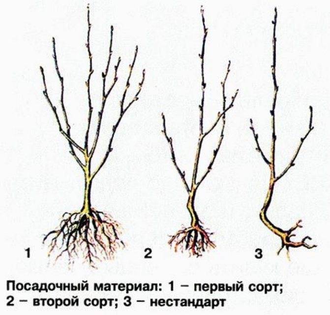 Как сажать вишню весной пошаговая инструкция с фото