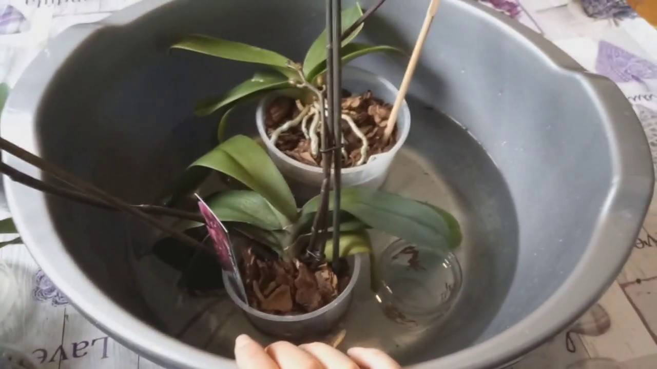 Орхидея: как вырастить роскошный цветок из тропиков своими руками