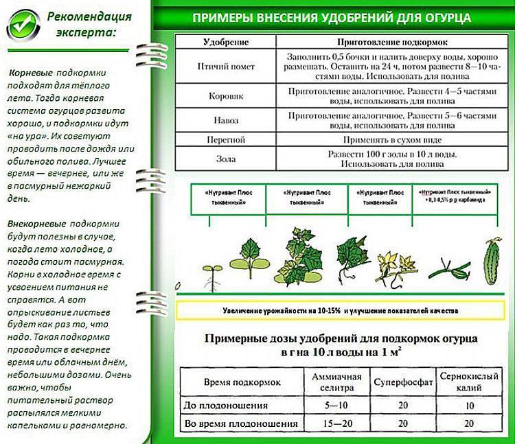 Схема огурцов в теплице