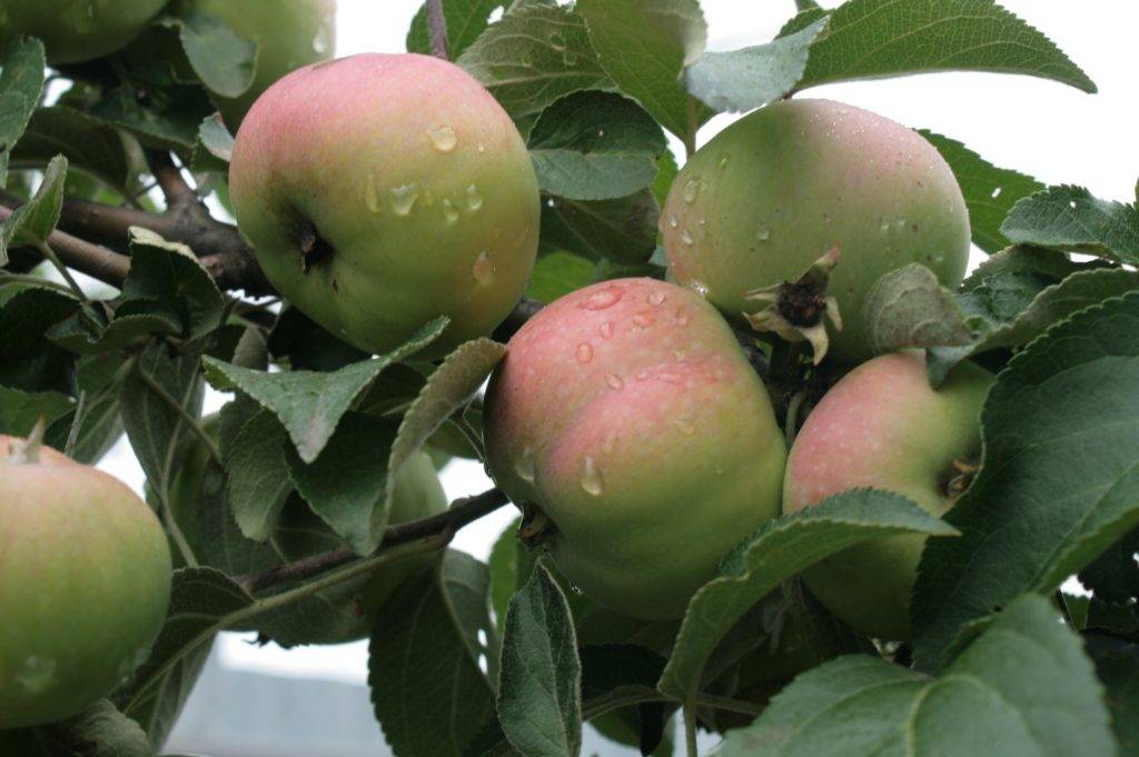 Сорт яблони подарок садоводам фото и описание