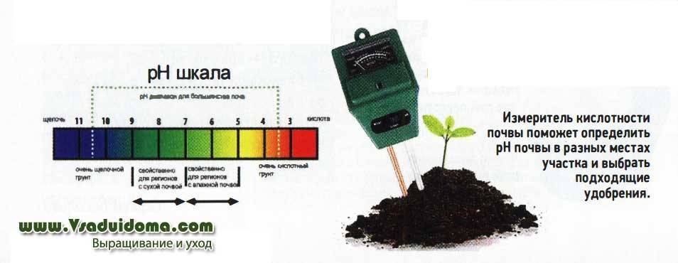 Как подкислить почву для гортензии: какую почву она любит, как закислить грунт, кислотность почвы, в какой грунт сажать | qlumba.com