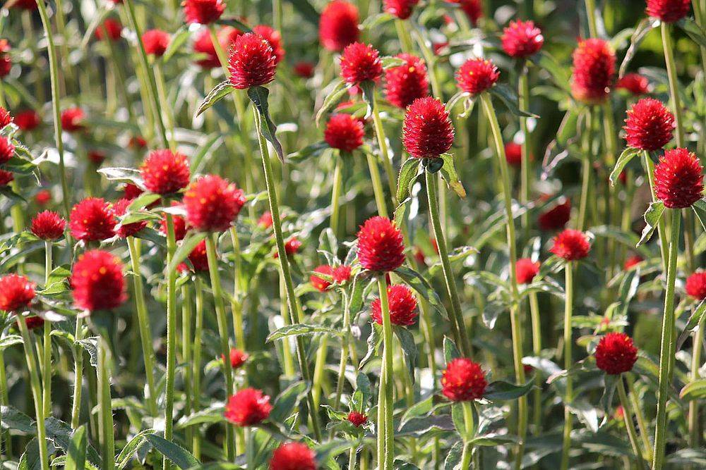 Gomphrena haageana