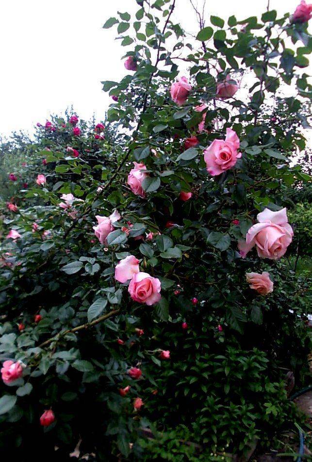 Плетистая роза lawinia (лавиния): описание, характеристика, отзывы
