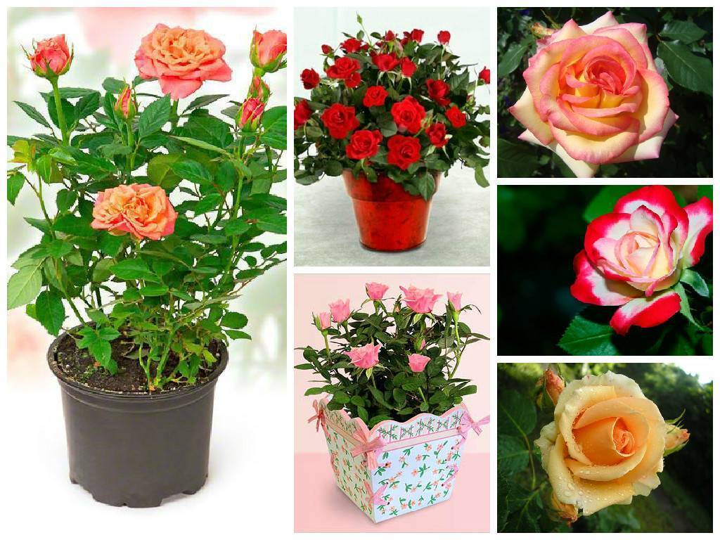 Уход в домашних условиях за розой в горшке после покупки: как ухаживать за комнатными растением и что делать, если оно засыхает, как спасти цветок?