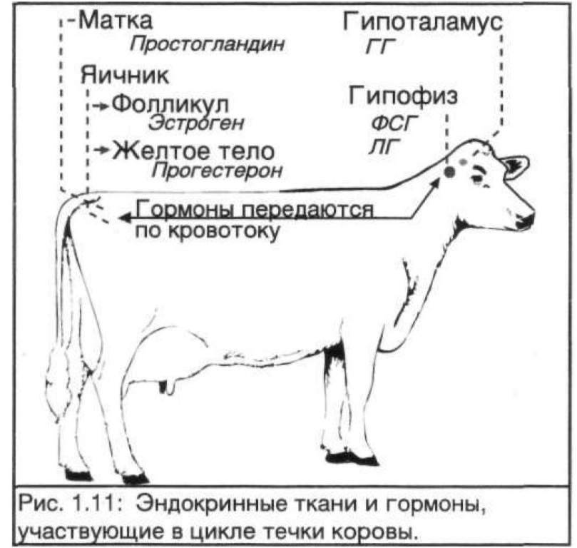 Схема осеменения крс - 82 фото