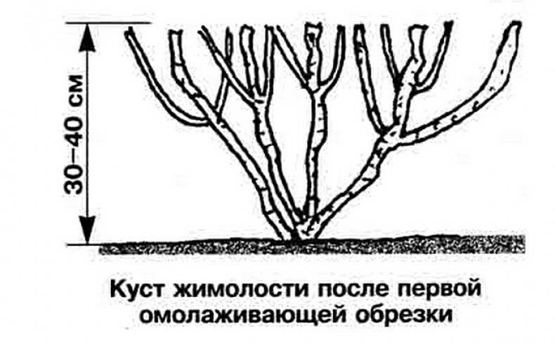 Обрезка жимолости весной схема