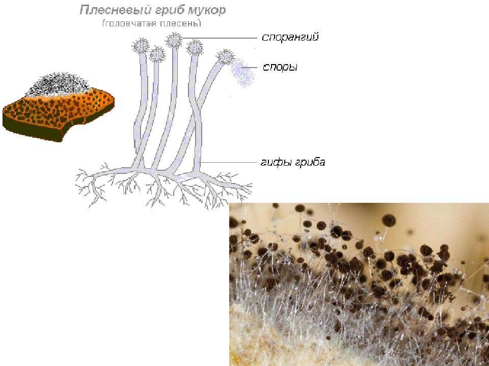 Гриб мукор: фото, характеристика, строение плесневого гриба