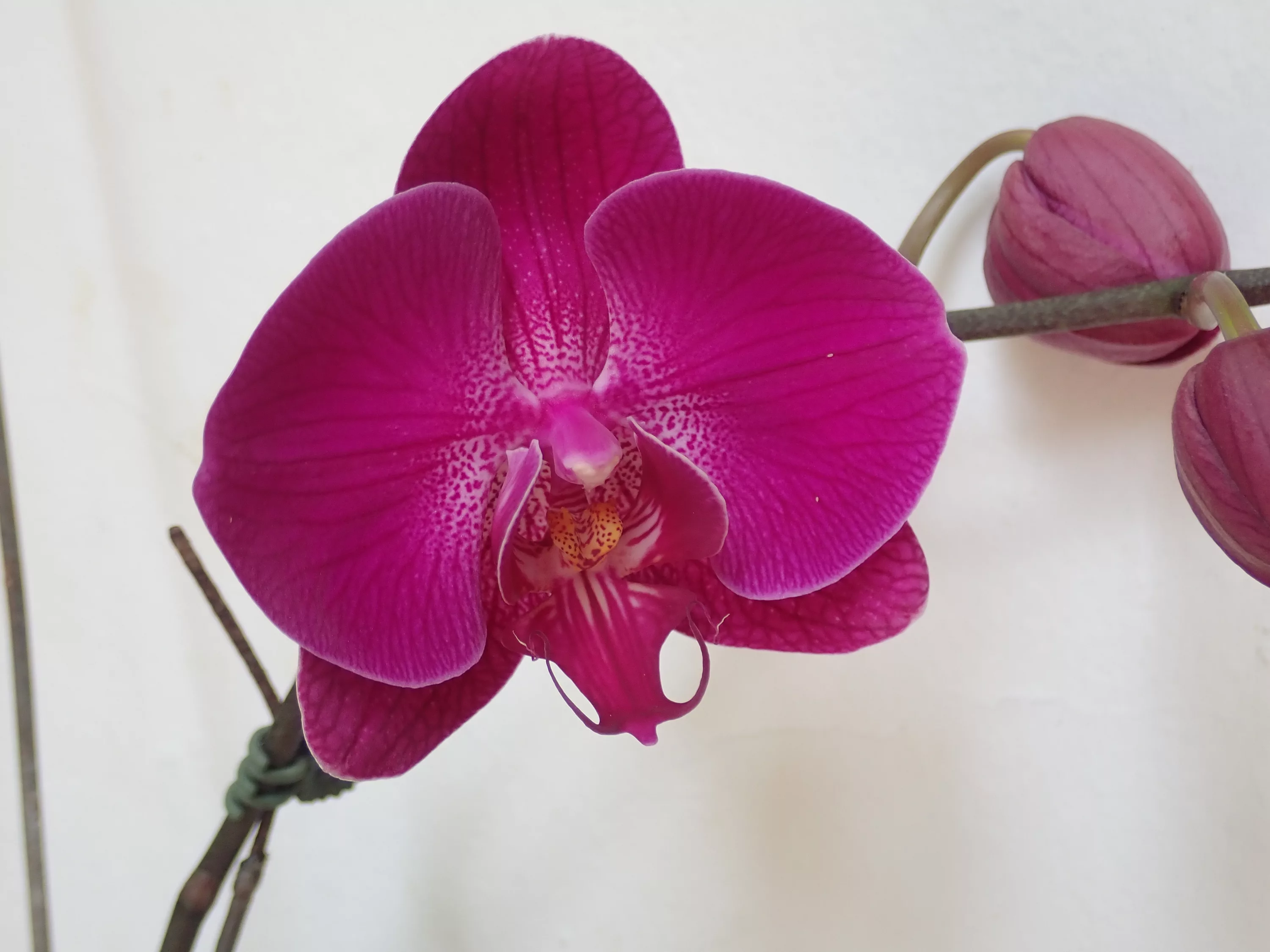 Нежнейшие розовые орхидеи фаленопсис