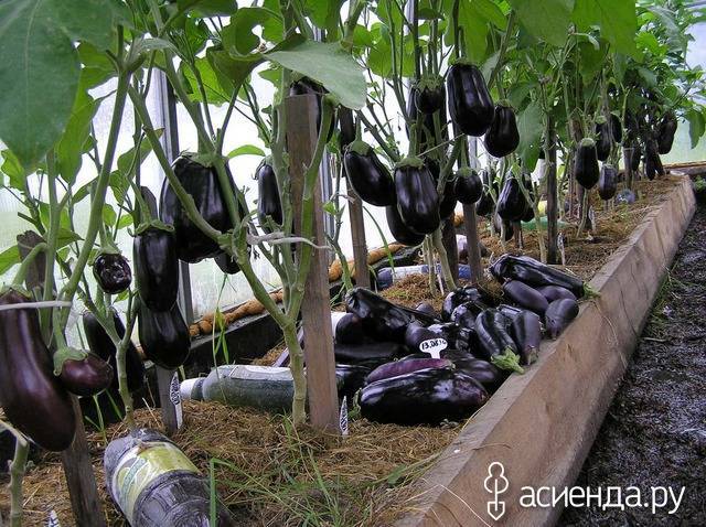 Баклажан марципан f1: описание и характеристика сорта, урожайность с фото