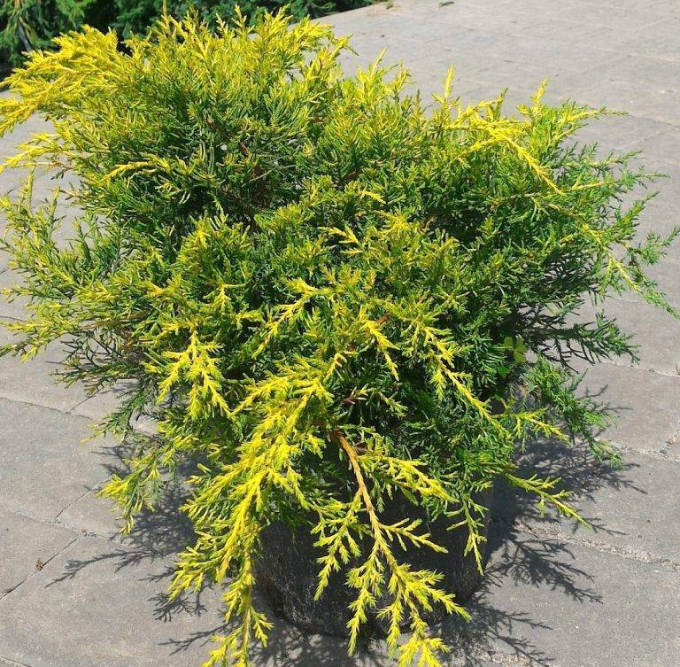 Можжевельник китайский куривао голд (juniperus chinensis kuriwao gold) - описание и фото растения