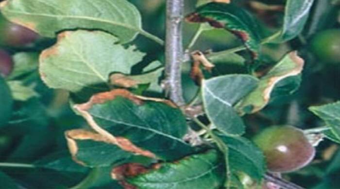 4 основных причины почему чернеют листья на груше