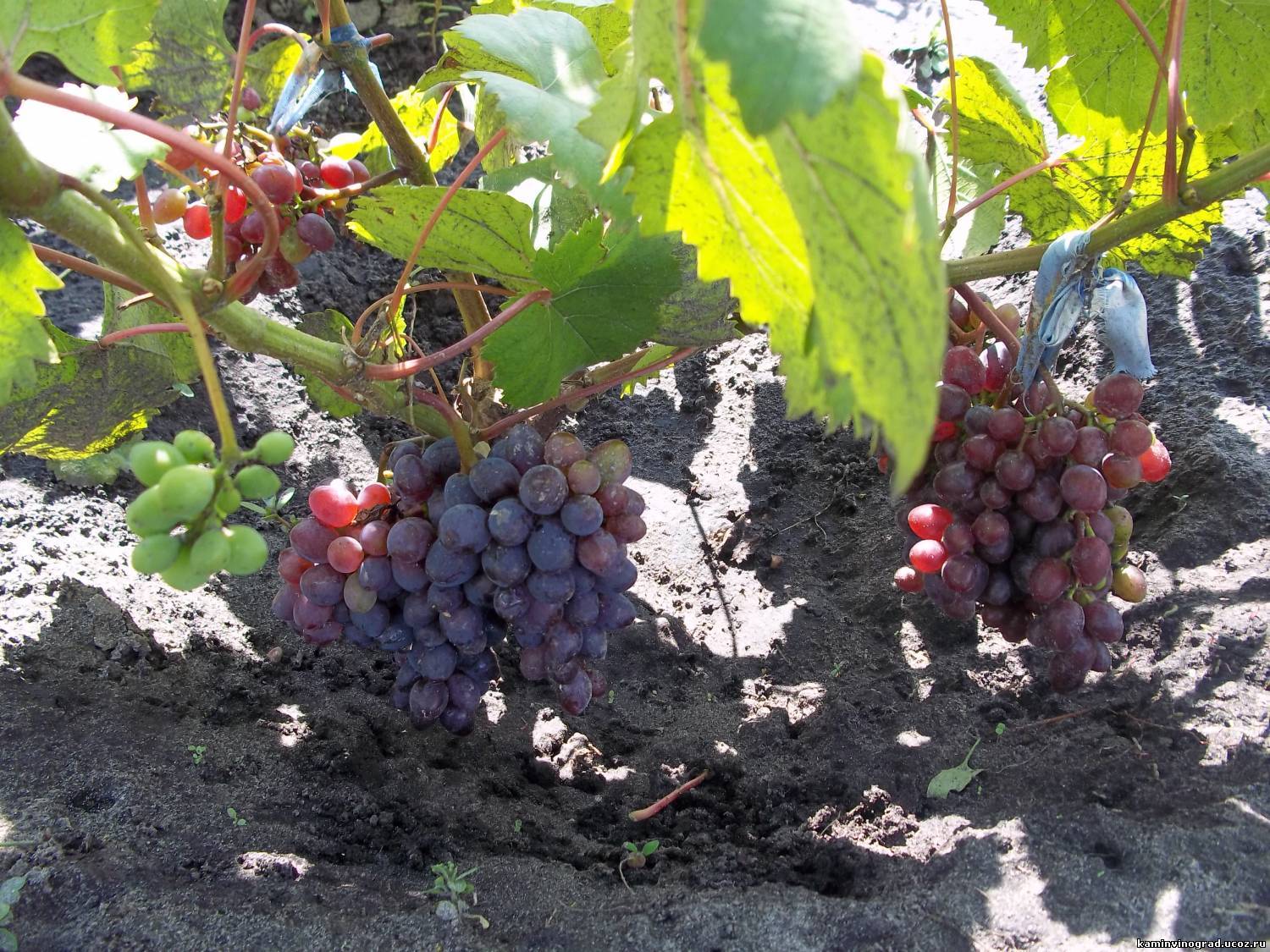 Кишмиш запорожский – виноград