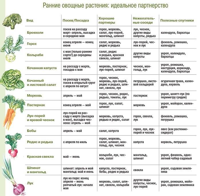 Схема севооборота овощных культур на дачном участке таблица