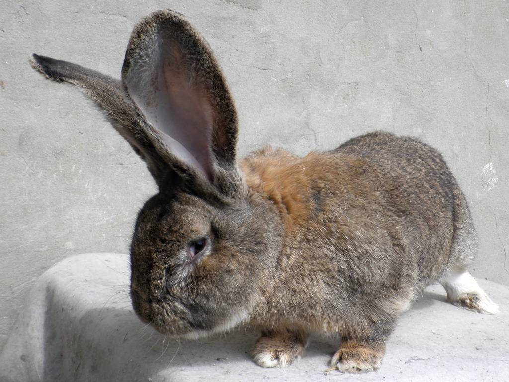 Кролики породы ризен описание, немецкий ризен кролик (фото)