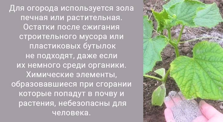 Чем побрызгать огурцы чтобы не желтели листья. Огурцы желтеют листья. Желтеют огурцы в теплице. Желтеют листья у огурцов в открытом грунте. Почему желтеют листья у огурцов в теплице.