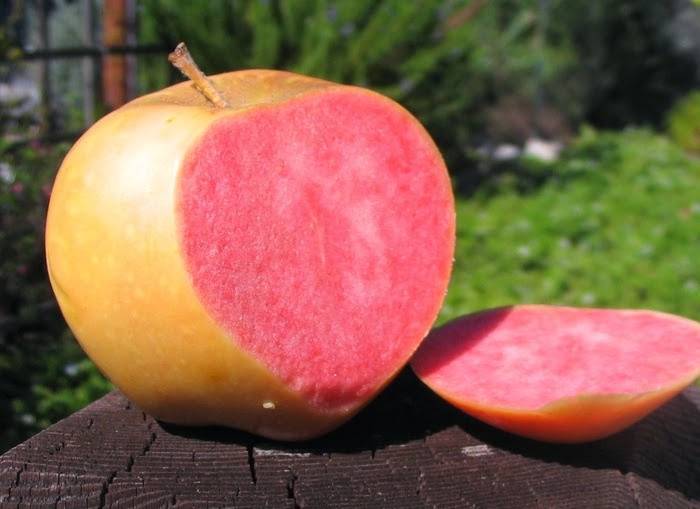 Яблоня розовый жемчуг: описание, фото и отзывы о необычном сорте