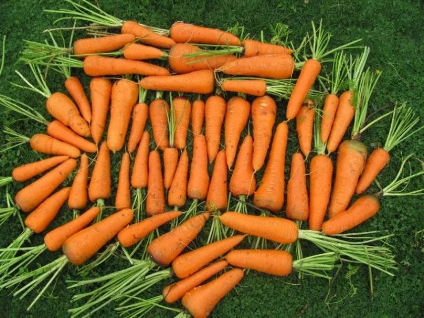 Морковь каскад f1