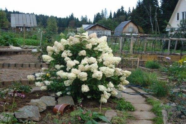 Гортензия садовая посадка и уход в открытом грунте на урале