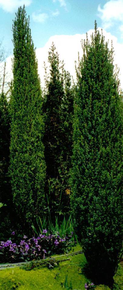 Можжевельник обыкновенный — juniperus communis l.