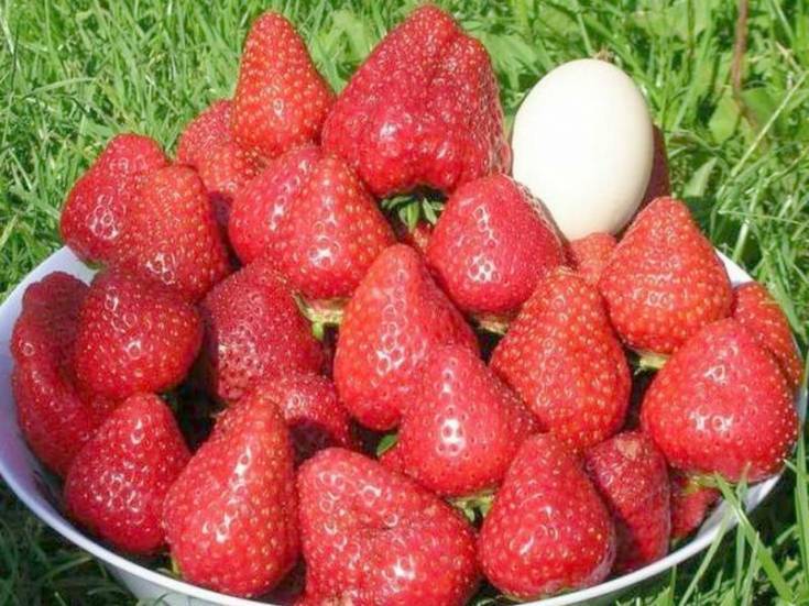 Клубника сорт рубиновый кулон - описание, посадка, уход, отзывы