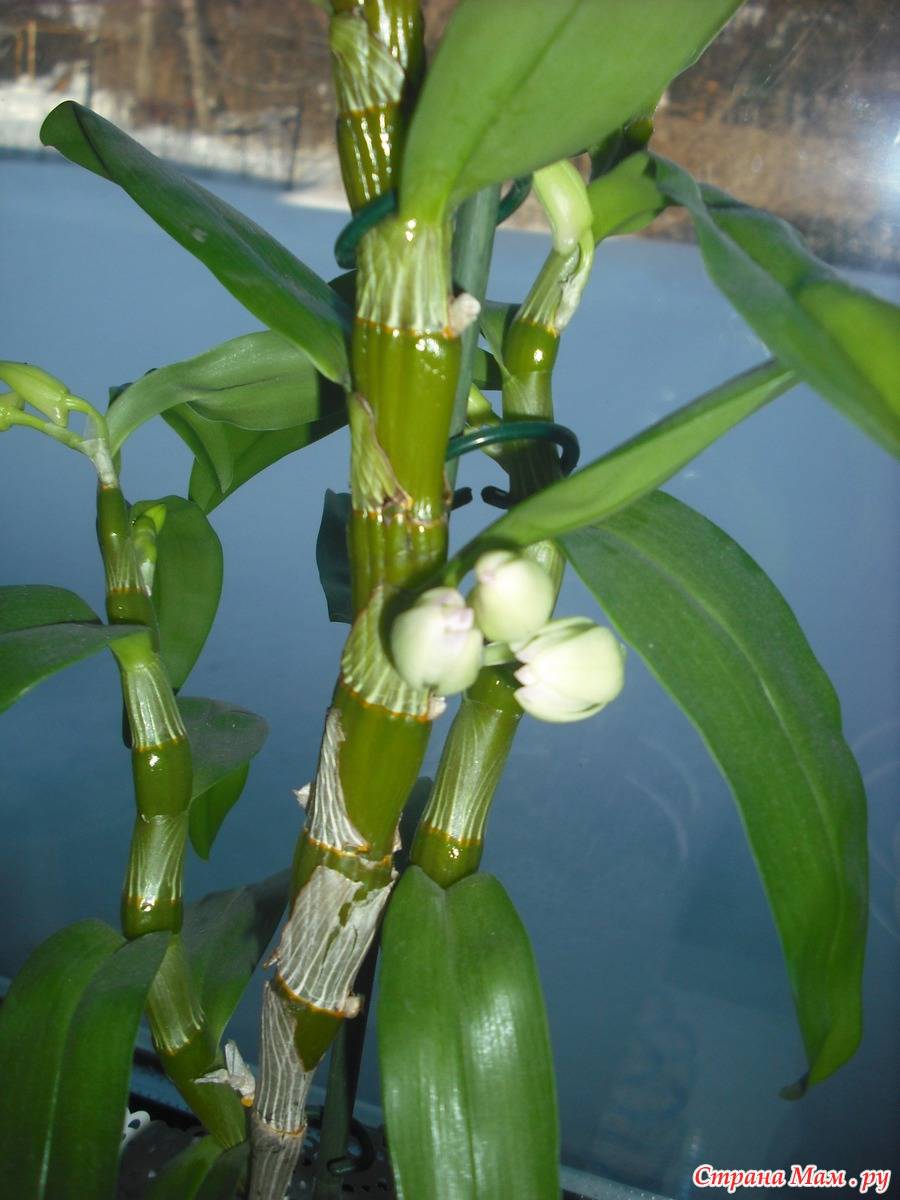Дендробиум нобиле. уход в домашних условиях|блог об орхидеях
