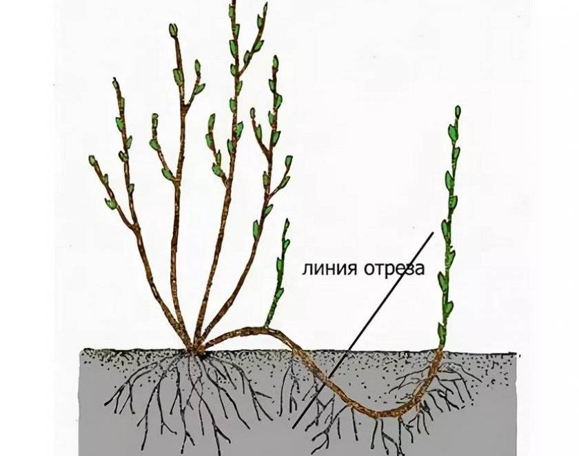 Как размножить бульденеж от старого куста схема