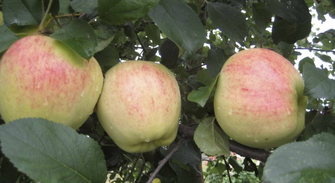 Сорт яблони осенняя радость - мыдачники