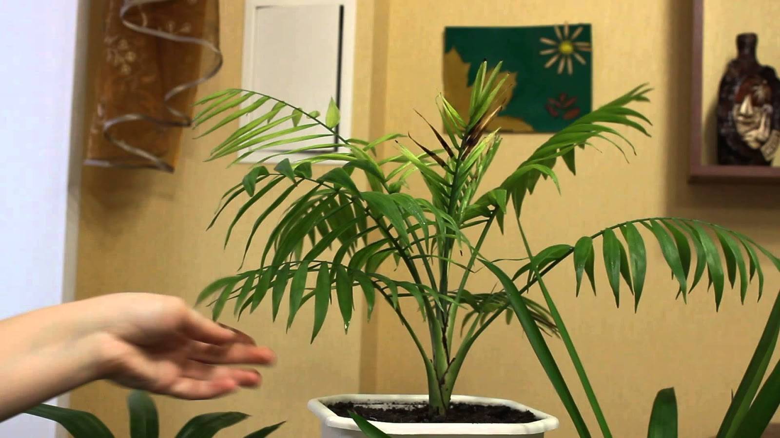 Характеристика пальмы хамедорея бамбуковая элеганс
