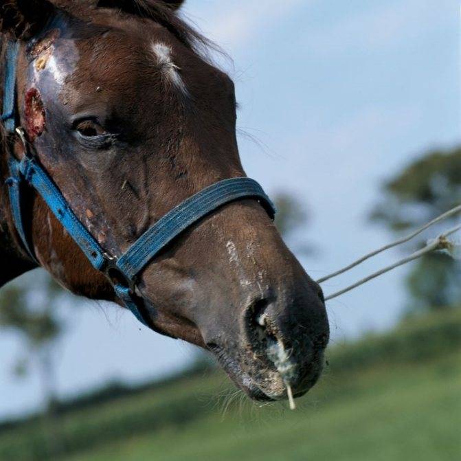 Чем болеют лошади: распространенные заболевания лошадей