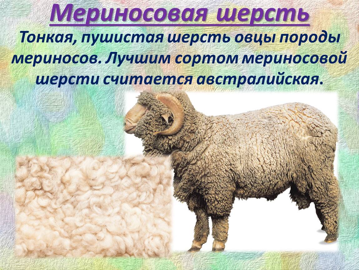 Овцы породы меринос - шерстяные короли | фермер знает |