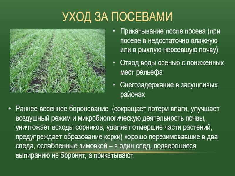 Как правильно и чем обработать почву и конструкции теплицы осенью