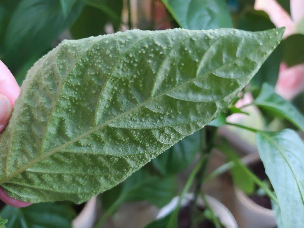 Болезни рассады перца с описанием и фото: лечение и борьба с ними, заболевания листьев сладкого перца