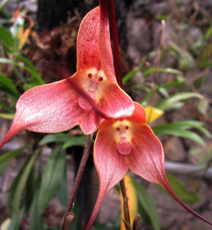 Самые редкие орхидеи