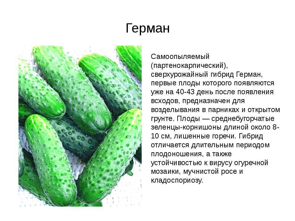 Что из себя представляют и как выращивать партенокарпические огурцы