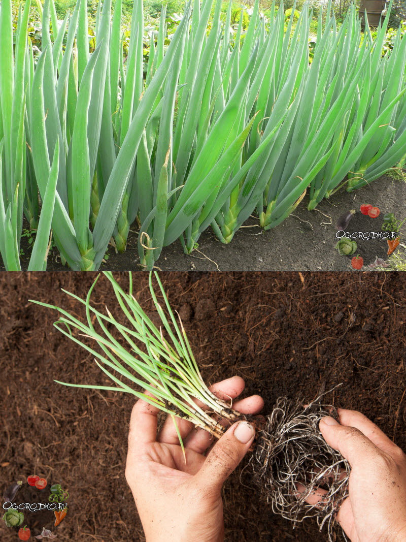 Выращивание лука-батуна из семян через рассаду, посевом в грунт: посадка и уход