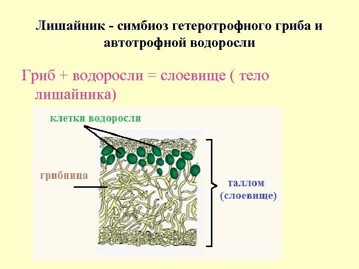 У водорослей тело представлено