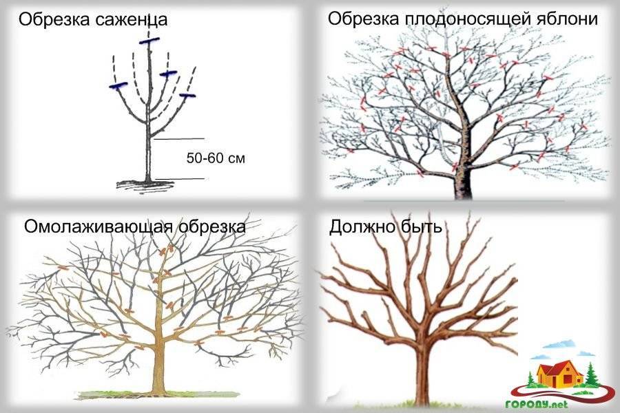 Как формировать старую яблоню осенью схема