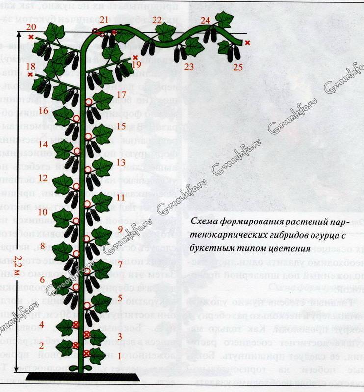 Схема прищипки перца