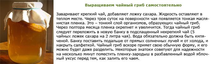 Чайный гриб как ухаживать и заваривать на 3 литровую банку рецепт с фото пошагово