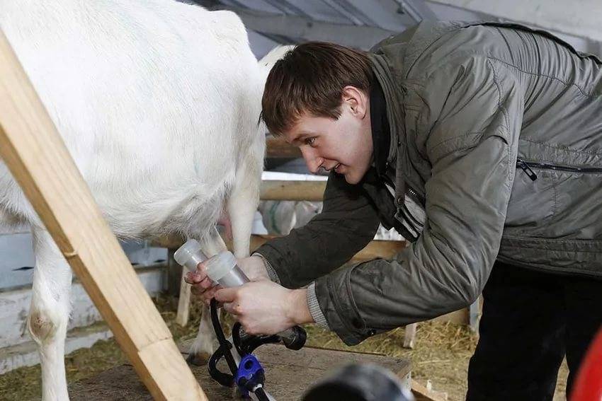 Доильный аппарат оборудование для дойки коров в домашних условиях