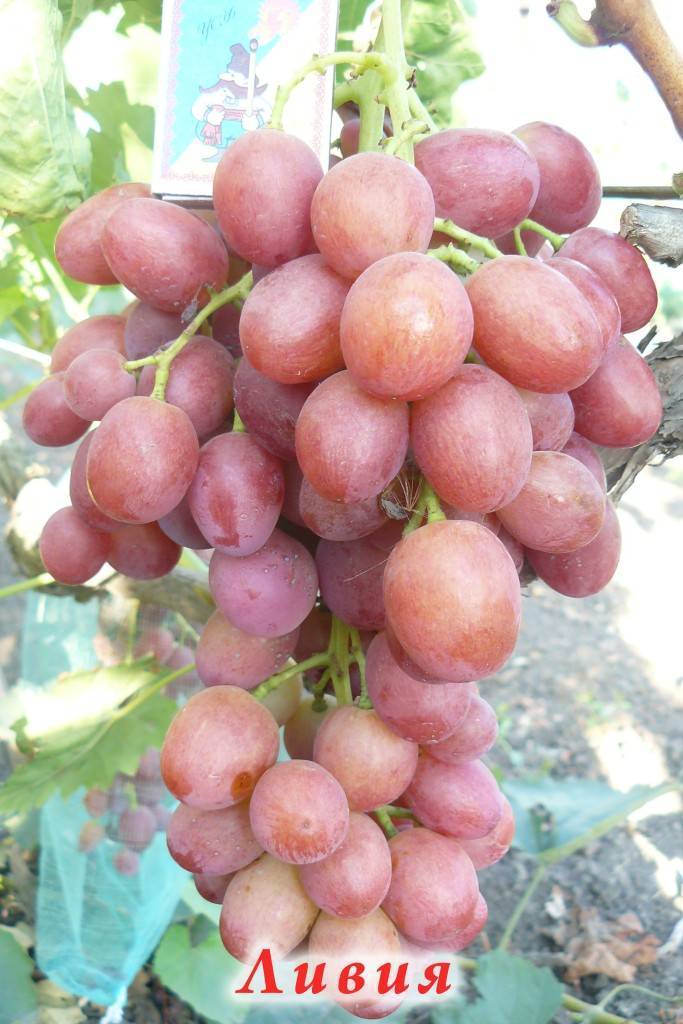 Столовый сорт винограда «плевен» с ранним сроком созревания