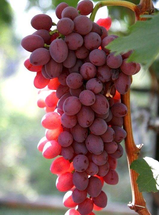 Виноград «кишмиш находка»: описание сорта и фото